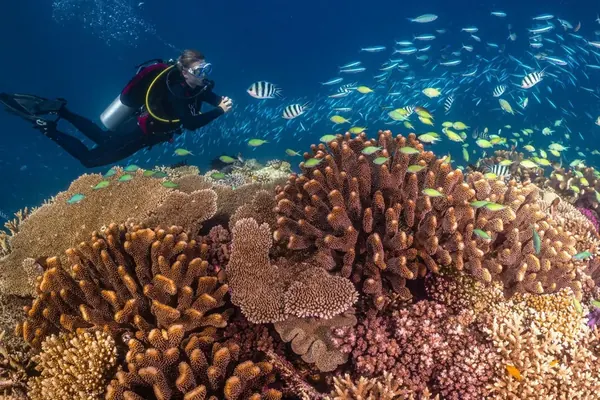 Scuba diving underwater